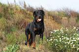 BEAUCERON 336